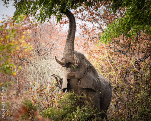 Eating African Bush Elephant (Loxodonta Africana) at Kruger National Park, South Africa
