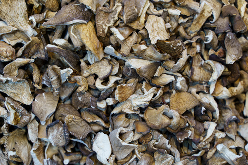 Dried oyster mushrooms background on food market.