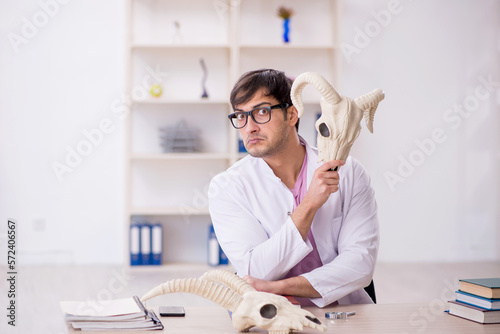 Fototapete Young male paleontologist examining ancient animals at lab