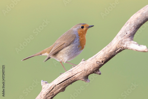 Colorful bird: the European Robin (Erithacus rubecula). © vinx83