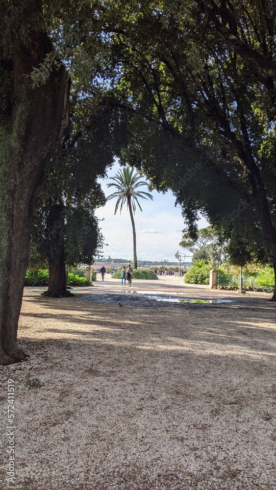 Lone Palm Tree at the Park