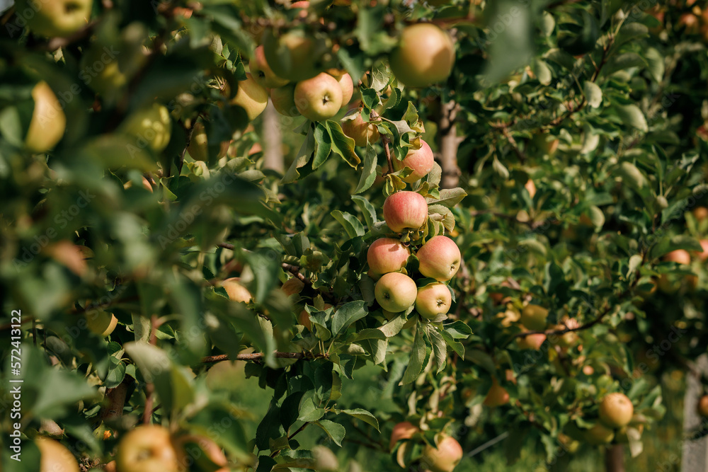 Many colorful ripe juicy apples on a branch in the garden ready for harvest in autumn. Apple orchard. BeH3althy