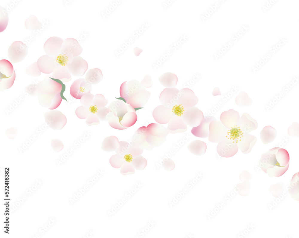 Banner And Cherry Flowers And White Background