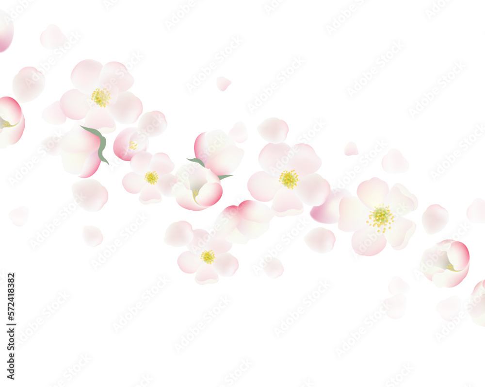 Banner And Cherry Flowers And White Background Banner And Cherry Flowers And White Background