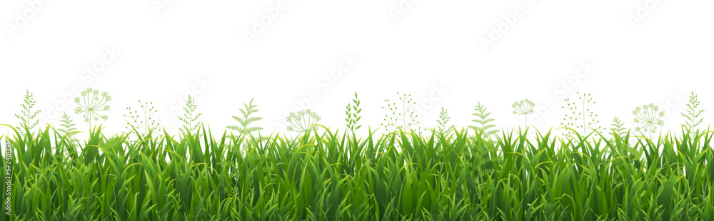 Obraz premium Green Grass Border With White Background