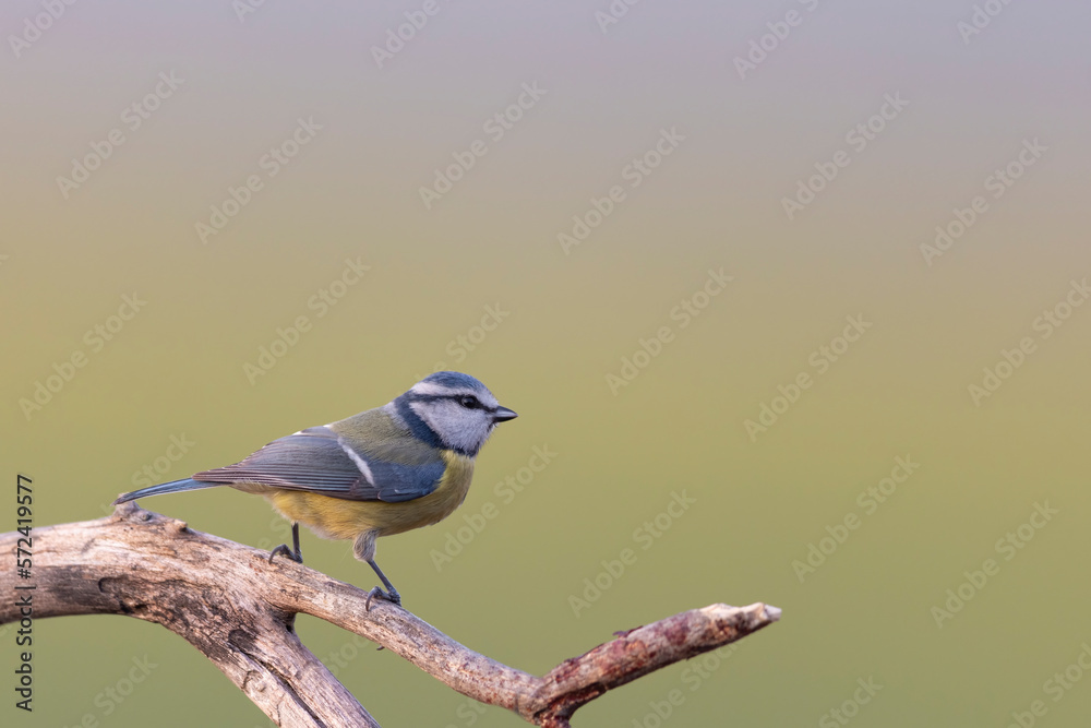 Obraz premium Blue Tit (Cyanistes caeruleus) perched on tree branch.