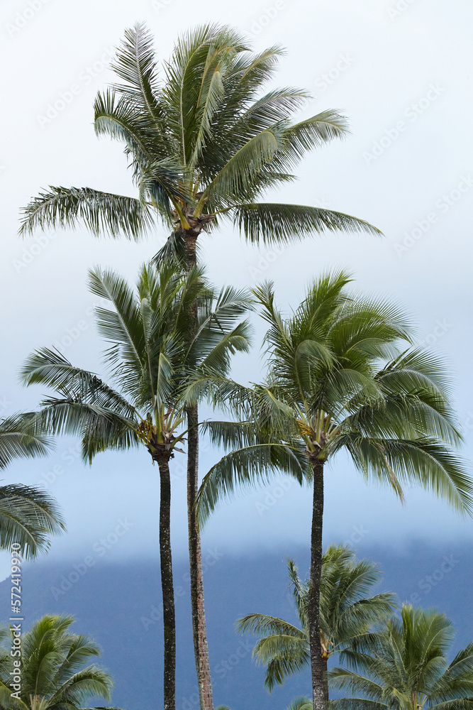 three palm trees in front of gradient overcast sky and mountain 
