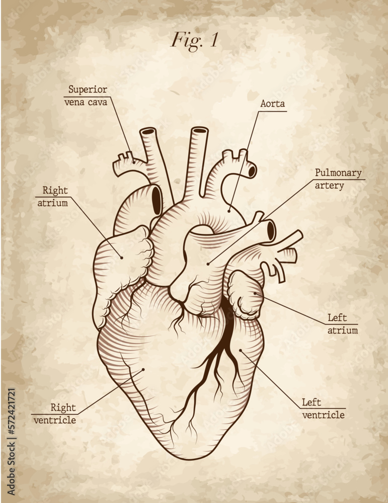 anatomical chart of human heart, anterior view, engraving modern style, grunge texture background and texts