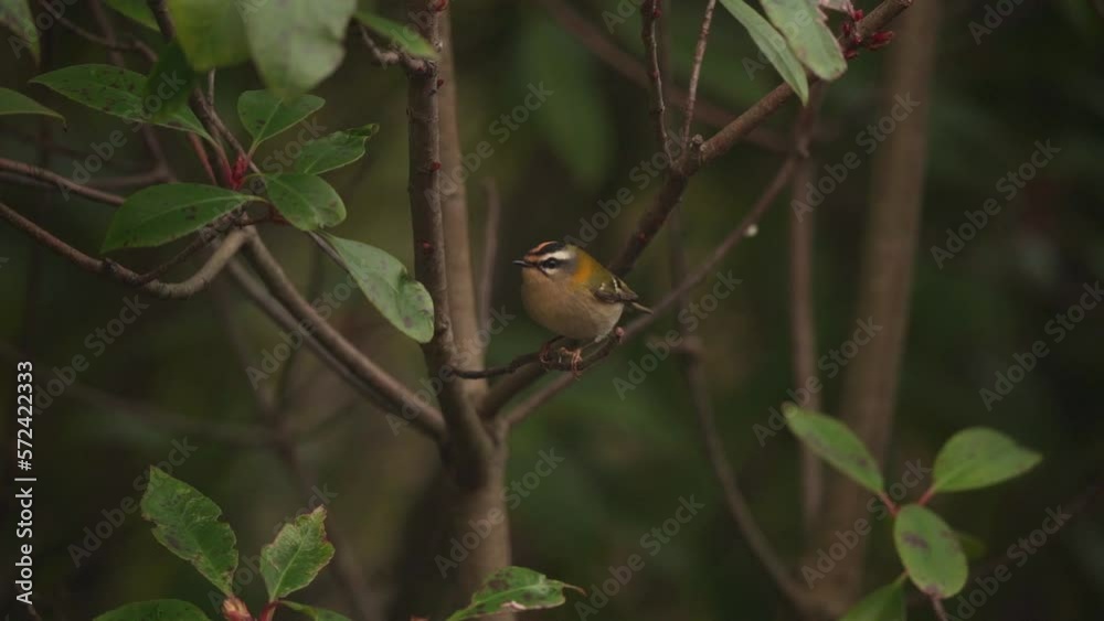 A common firecrest (Regulus ignicapilla) sitting in a shrub - slow motion A common firecrest (Regulus ignicapilla) sitting in a shrub - slow motion