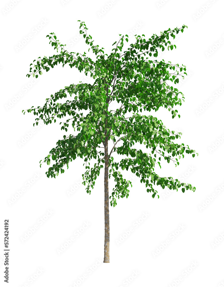 Fototapeta premium birch tree isolated on white background, Use for visualization in graphic design 