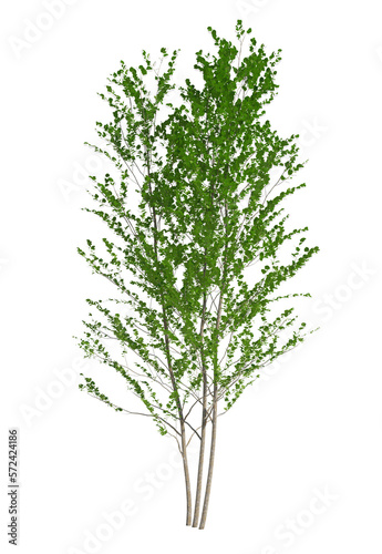 birch tree isolated on white background, Use for visualization in graphic design 