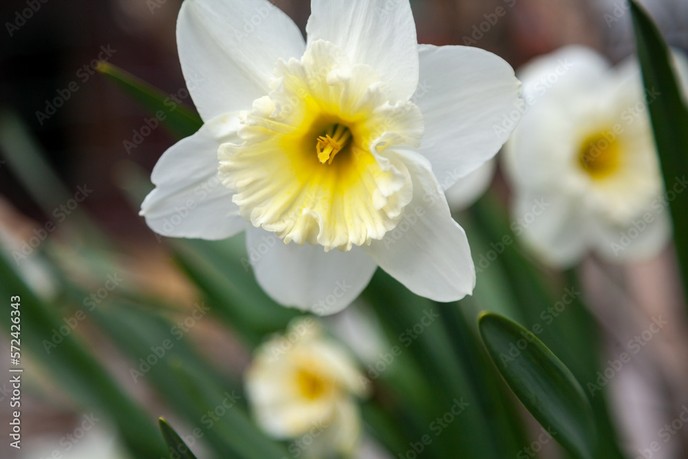 Beautiful Daffodil Flower on Green Stalk Beautiful Daffodil Flower on Green Stalk