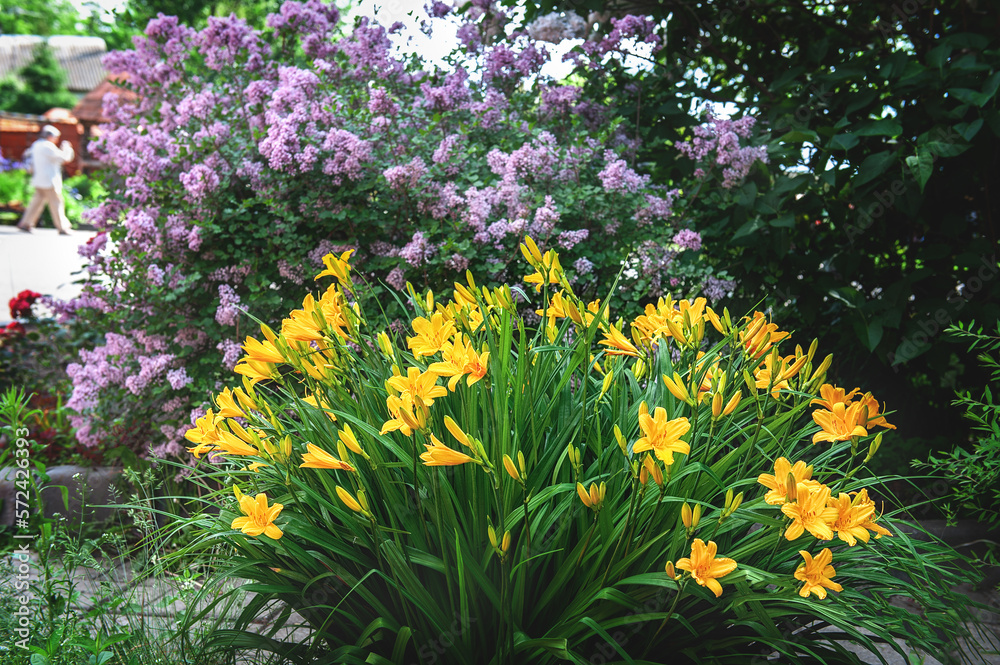 yellow daylily. a large bush of dwarf daylily Middendorf on the background of a blooming lilac bush yellow daylily. a large bush of dwarf daylily Middendorf on the background of a blooming lilac bush