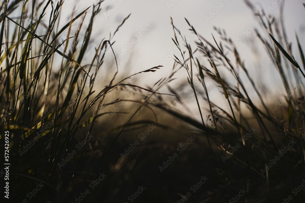 Natural landscape of green grass blades close up in the countryside. Beautiful natural countryside landscape with strong blurry background Natural landscape of green grass blades close up in the countryside. Beautiful natural countryside landscape with strong blurry background