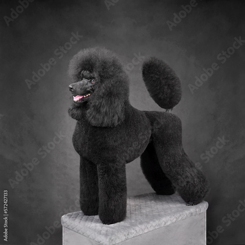 Beautiful black poodle