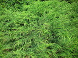 Beautiful evergreen thuja branches