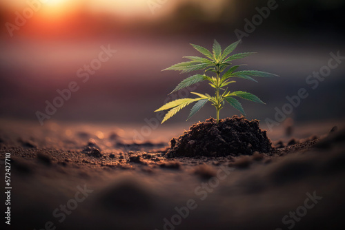 Young cannabis plant marijuana on blurred background.