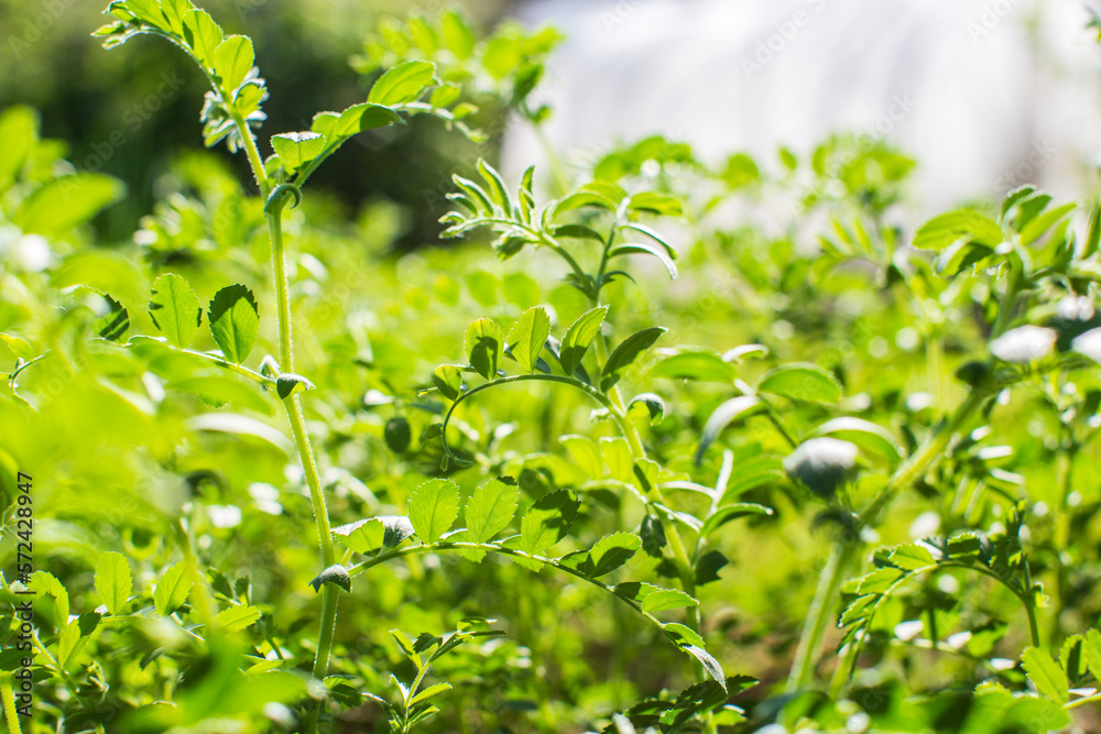 Obraz premium Chickpea crops planted in soil get ripe under sun. Cultivated land close up with sprout. Agriculture plant growing in bed row. Green natural food crop