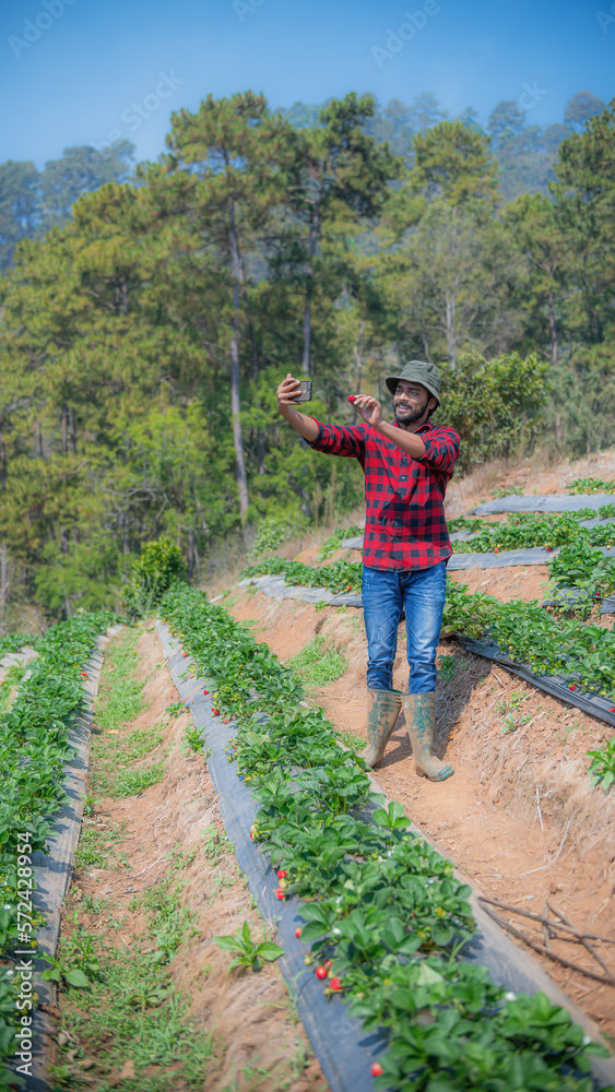 Asian farmers sell organic farm fresh strawberries online. Quality check, strawberry farming concept