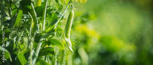 Pea crops planted in soil get ripe under sun. Cultivated land close up with sprout. Agriculture plant growing in bed row. Green natural food crop
