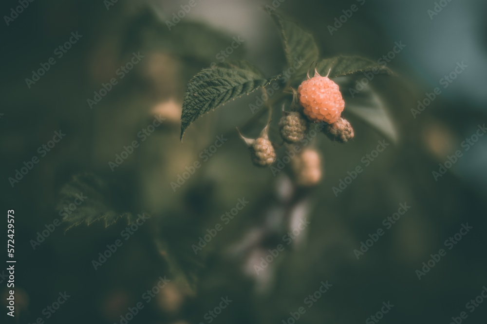 Fototapeta premium Ripe, juicy raspberry Garden fruit bush. Beautiful natural rural landscape with strong blurred background. The concept of healthy food with vitamins