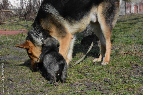 A German shepherd dog plays with a gray puppy on green grass. A shepherd dog in an iron collar photo