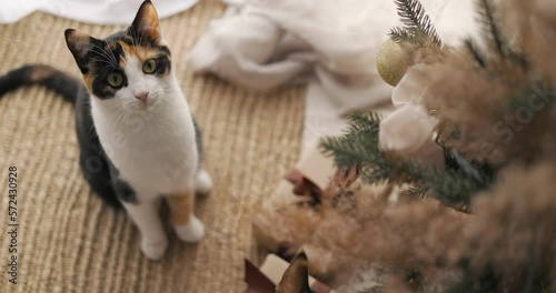 A tricolor cat sits among the wrapped presents near the Christmas tree, its fur a beautiful mix of white, orange, and black.
