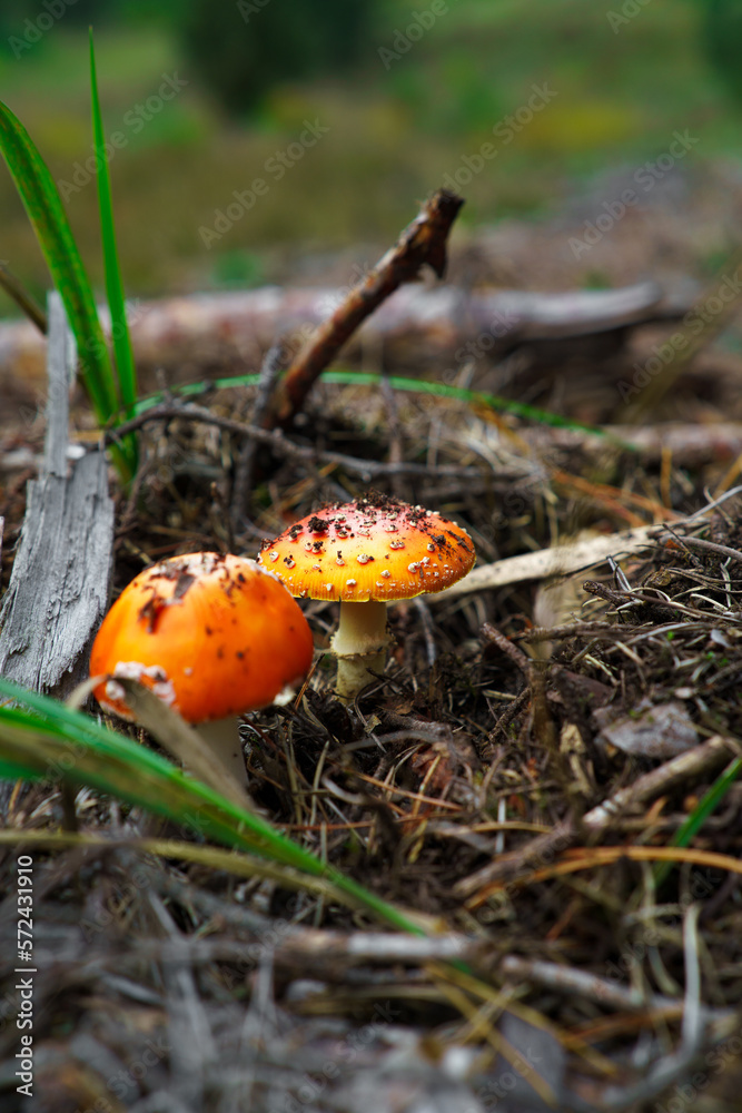 Mushroom background with copu space in the forest background. Mushroom background with copu space in the forest background.