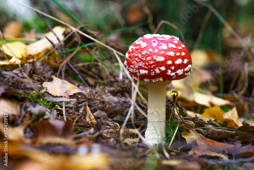 Poisonous mushroom with white dots growing in europeian forest.