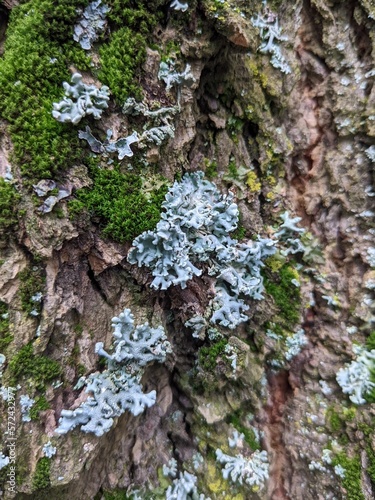 Moss and lichen, most likely Common Pincushion (Dicranoweisia cirrata) and Hooded Tube Lichen (Hypogymnia physodes) respectively,  growing on textured tree trunk. photo