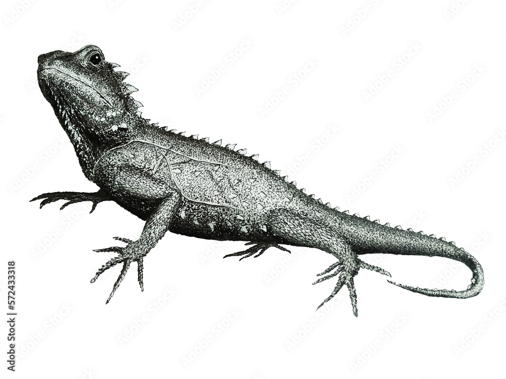 Fototapeta premium Lizard, ink, pencil, paper