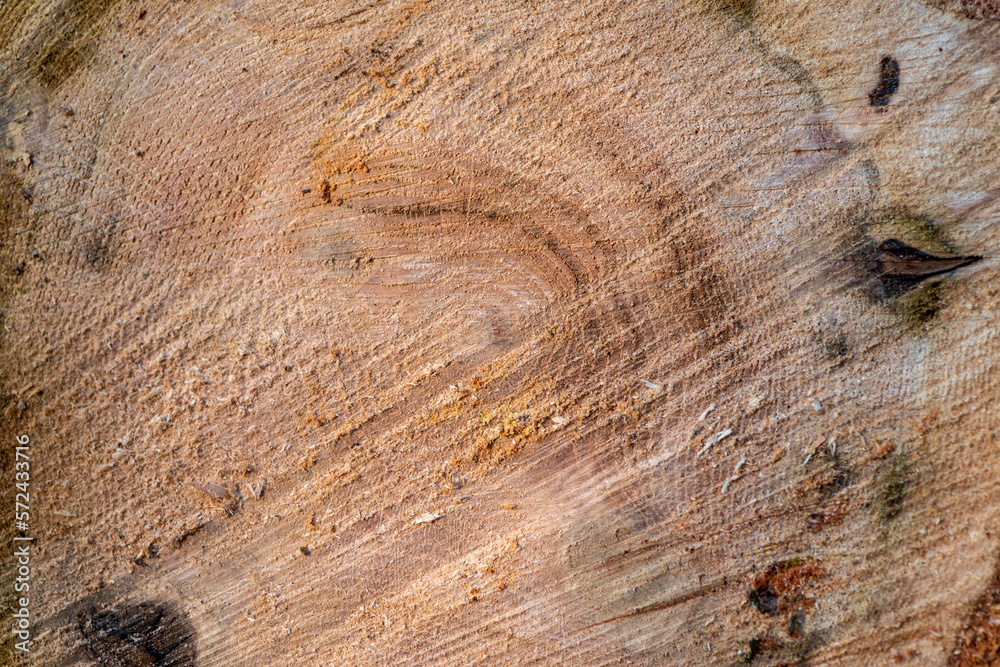 tło drewniane naturalne ze ściętego pnia drzewa - obrazy, fototapety, plakaty 