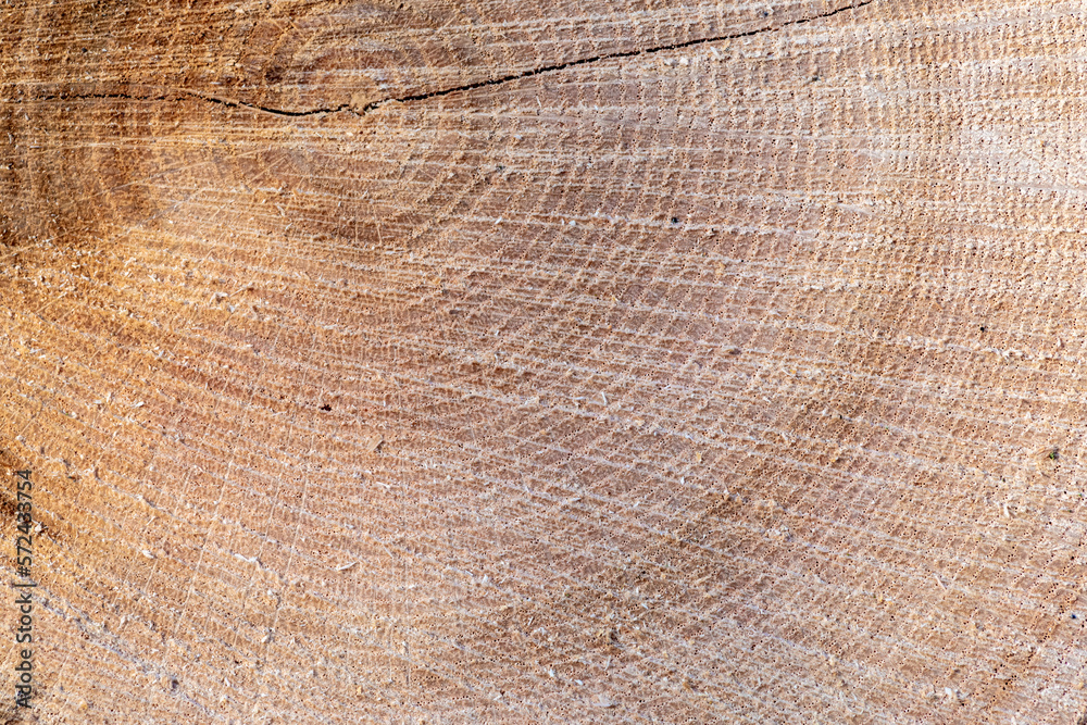 tło drewniane naturalne ze ściętego pnia drzewa - obrazy, fototapety, plakaty 
