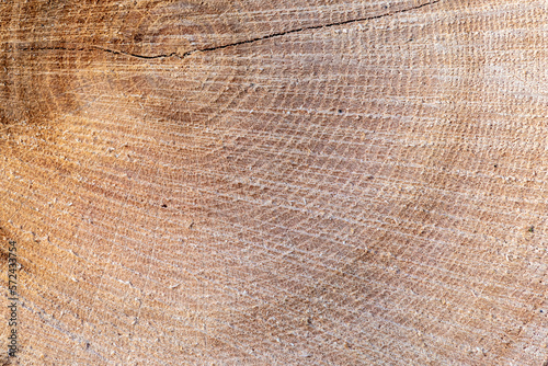 tło drewniane naturalne ze ściętego pnia drzewa