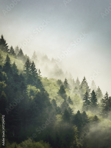 Dark old pine green and fresh new spring green in a foggy forest view © Nina Niebuhr
