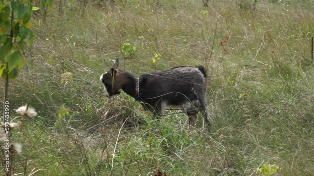 A spotted goat walks on tall dry grass A spotted goat walks on tall dry grass