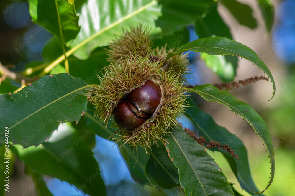 Castanea sativa ripening fruits in spiny cupules, edible hidden seed nuts hanging on tree branches, green leaves Castanea sativa ripening fruits in spiny cupules, edible hidden seed nuts hanging on tree branches, green leaves