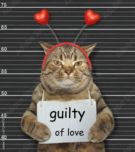 Cat guilty of love 2