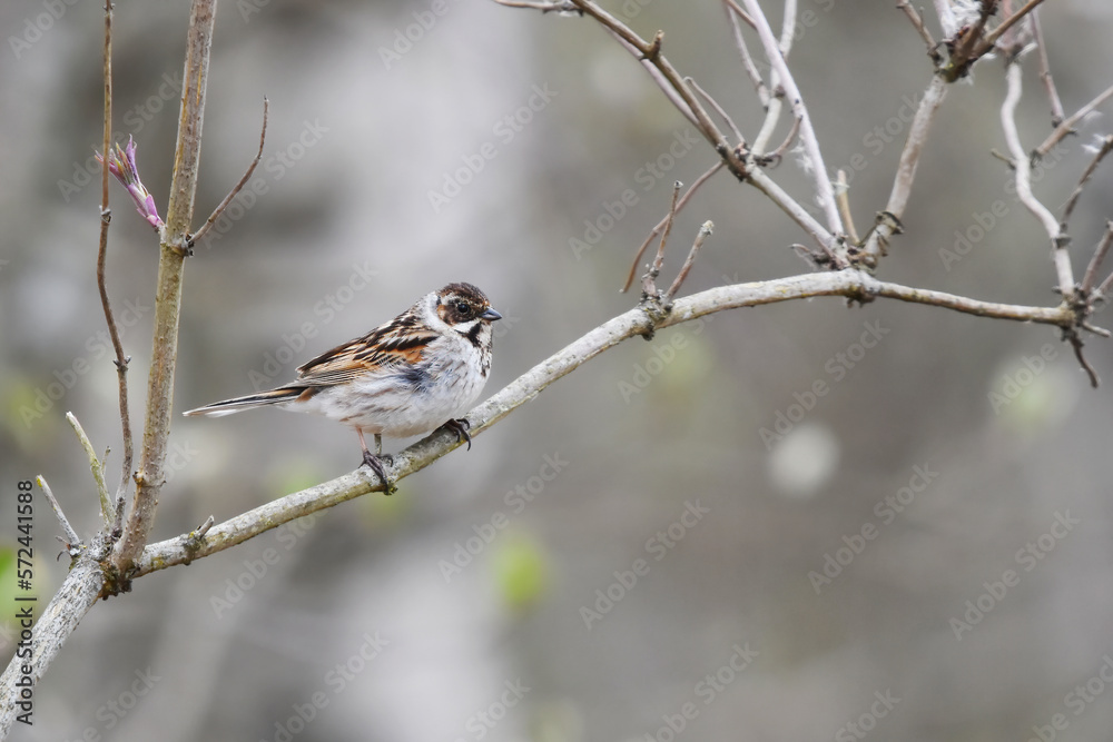 Common reed bunting (emberiza schoeniclus) perched on a branch in spring. Common reed bunting (emberiza schoeniclus) perched on a branch in spring.