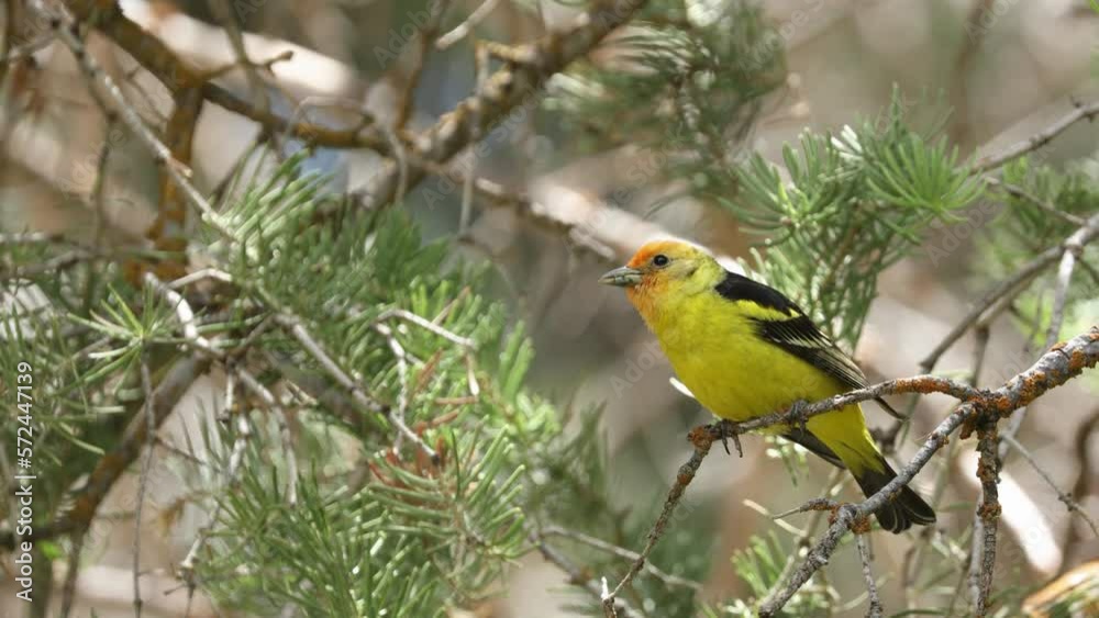 An immature male Western Tanager perches for a few seconds on the lichen covered branch of a pine tree before hopping deeper into the cover of the greenery. An immature male Western Tanager perches for a few seconds on the lichen covered branch of a pine tree before hopping deeper into the cover of the greenery.
