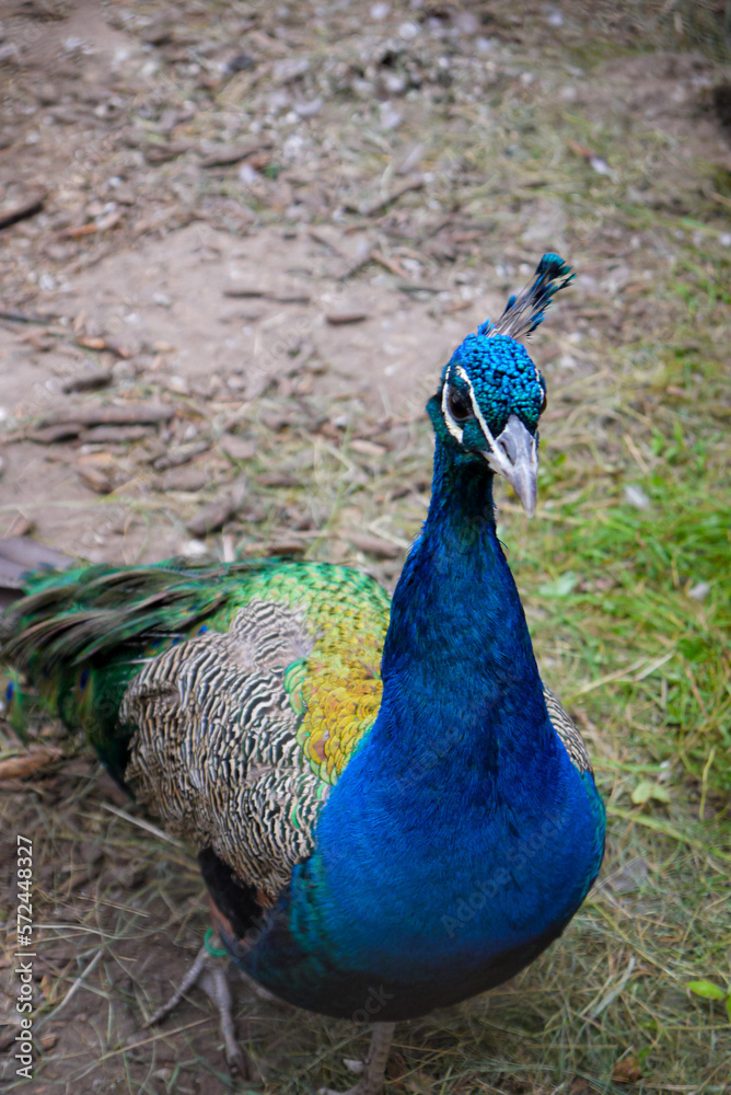 Obraz premium a colorful blue peacock walks around the garden