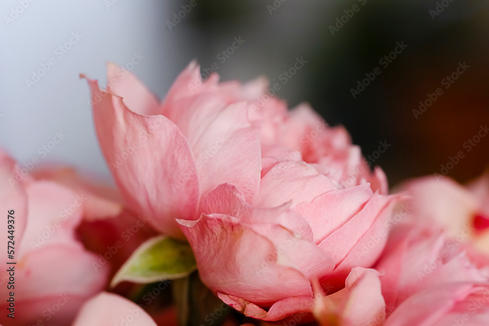 Fototapeta premium Beautiful pink rose close-up on a blurry background with space for copy. Beautiful postcard with blossoming flower, Delicate pink color, mother's day greeting card, birthday card