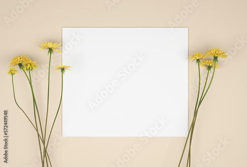 Flowers composition. Pattern made of yellow dandelion flowers on beige background. white paper. Flat lay, top view