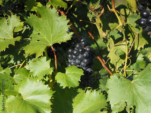 grapes on vine