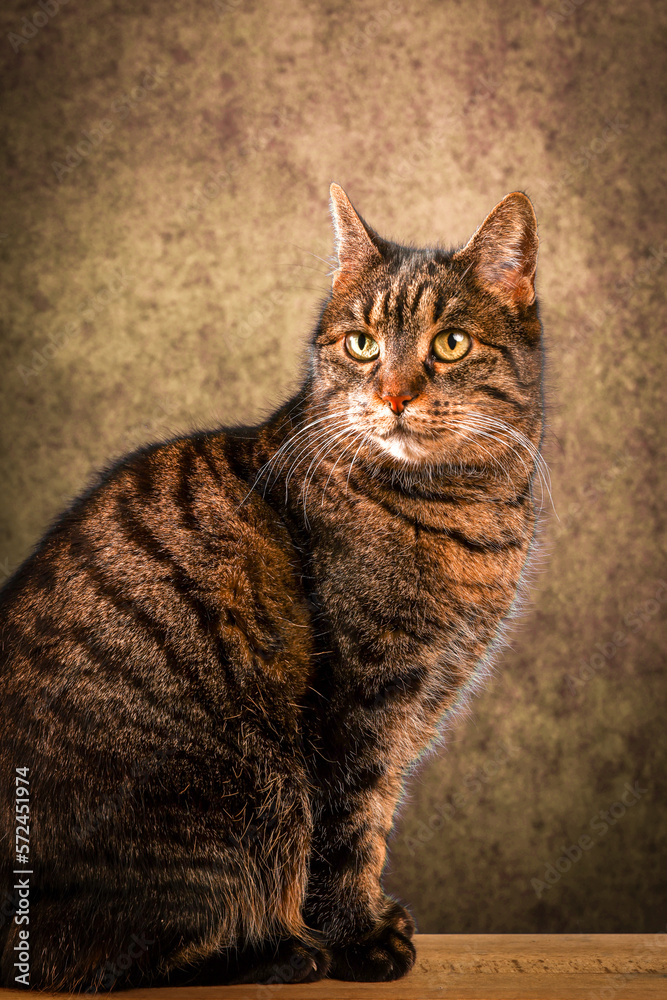 portrait of an alley cat in studio. the cat is sitting straight and looking slightly on the left. brown textured background