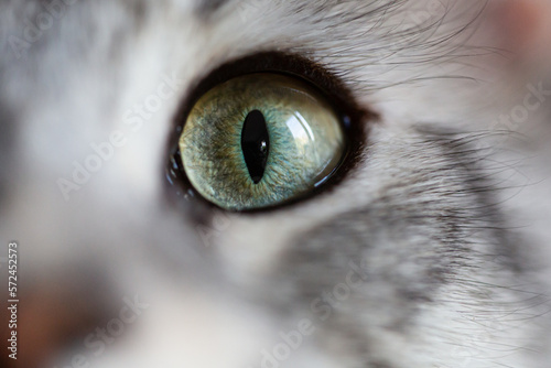 close up on the eye of a cat with light grey fur. the cat is a maine coon, its eye is green