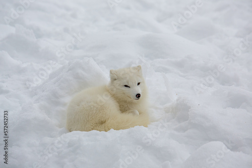 white fox lying down and raising its head in a snow-covered plain in Canada