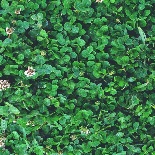 clover in the pond grass texture top view green paradise wallpaper background 