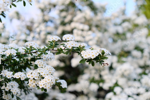 Close-up view of blossom spirea nipponica, Snowmound. photo