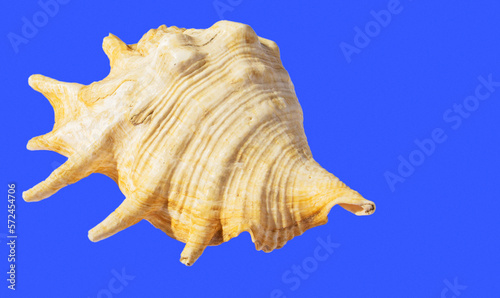 Three shells of sea molluscs isolate on a blue background